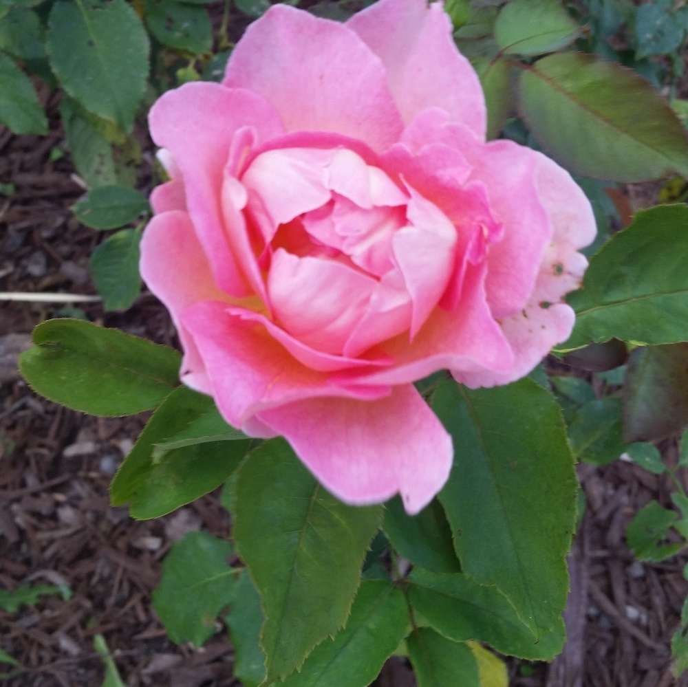 Meet your Posher, Priscilla